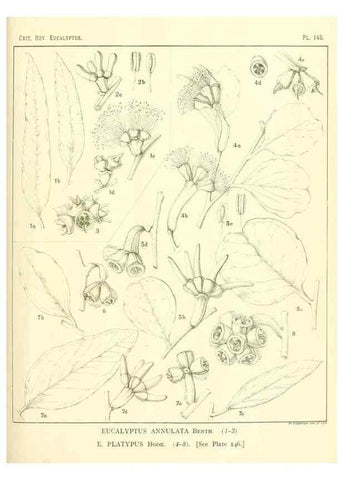 Reproducción/Reproduction 46148565255: A critical revision of the genus Eucalyptus,. Sydney,Gullick,1903-33.. 