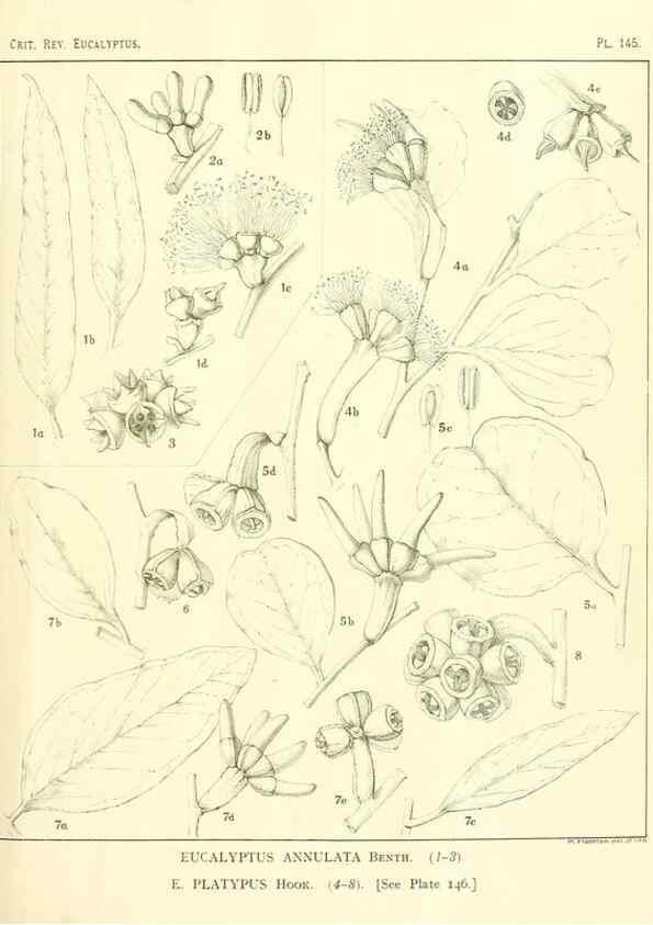 Reproducción/Reproduction 46148565255: A critical revision of the genus Eucalyptus,. Sydney,Gullick,1903-33.. 