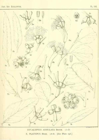 Reproducción/Reproduction 46148565255: A critical revision of the genus Eucalyptus,. Sydney,Gullick,1903-33.. 