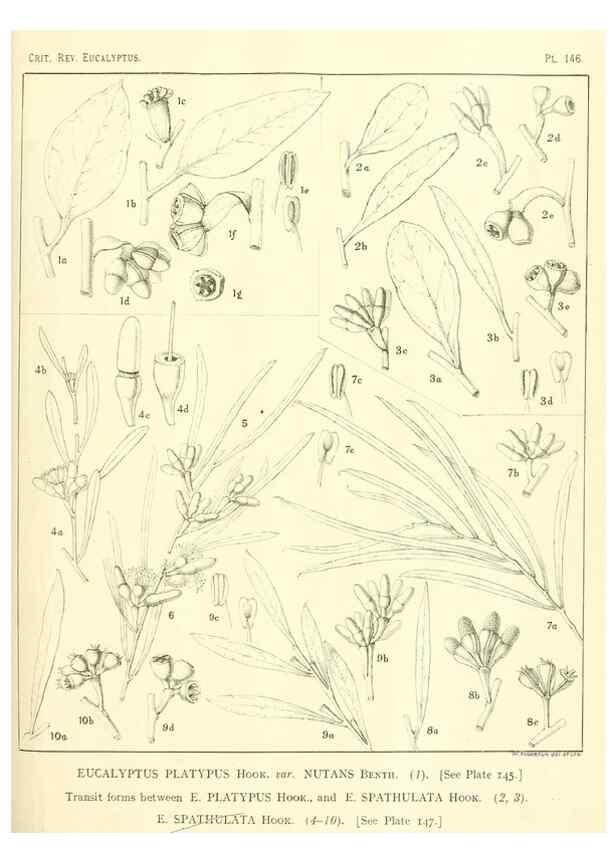 Reproducción/Reproduction 47062298811: A critical revision of the genus Eucalyptus,. Sydney,Gullick,1903-33.. 