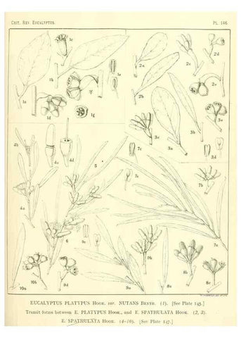 Reproducción/Reproduction 47062298811: A critical revision of the genus Eucalyptus,. Sydney,Gullick,1903-33.. 