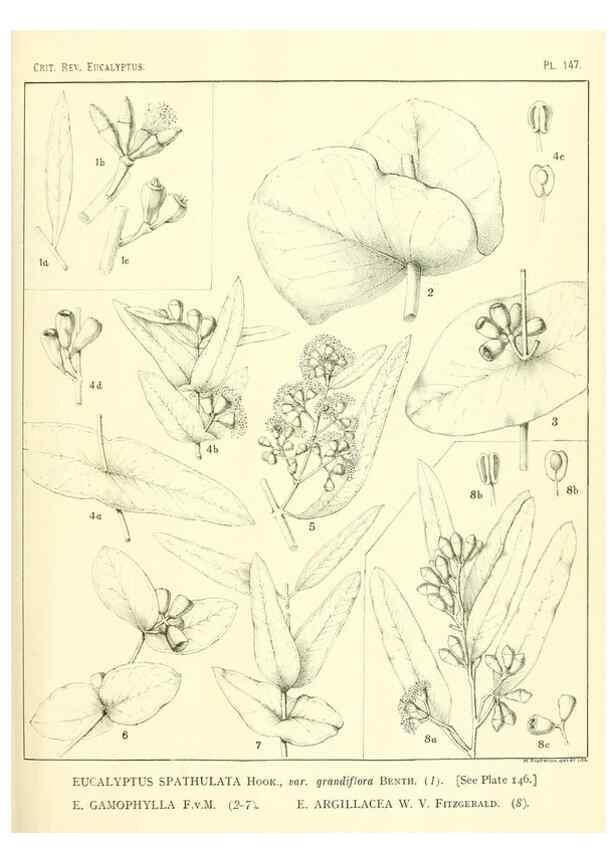 Reproducción/Reproduction 46338360164: A critical revision of the genus Eucalyptus,. Sydney,Gullick,1903-33.. 