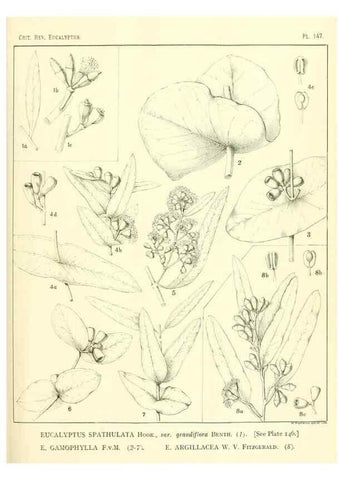 Reproducción/Reproduction 46338360164: A critical revision of the genus Eucalyptus,. Sydney,Gullick,1903-33.. 