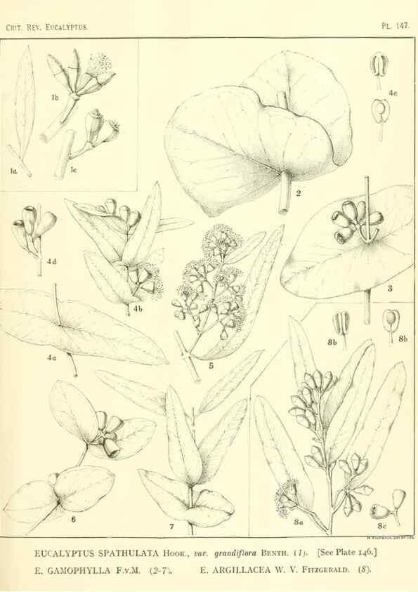 Reproducción/Reproduction 46338360164: A critical revision of the genus Eucalyptus,. Sydney,Gullick,1903-33.. 