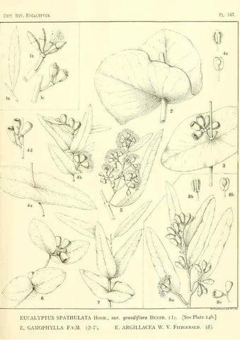 Reproducción/Reproduction 46338360164: A critical revision of the genus Eucalyptus,. Sydney,Gullick,1903-33.. 
