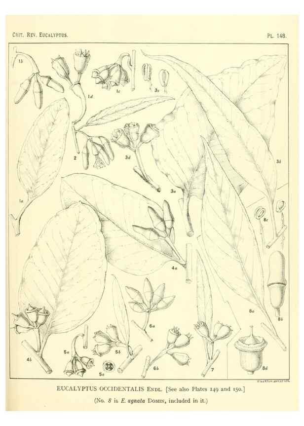 Reproducción/Reproduction 47010019962: A critical revision of the genus Eucalyptus,. Sydney,Gullick,1903-33.. 