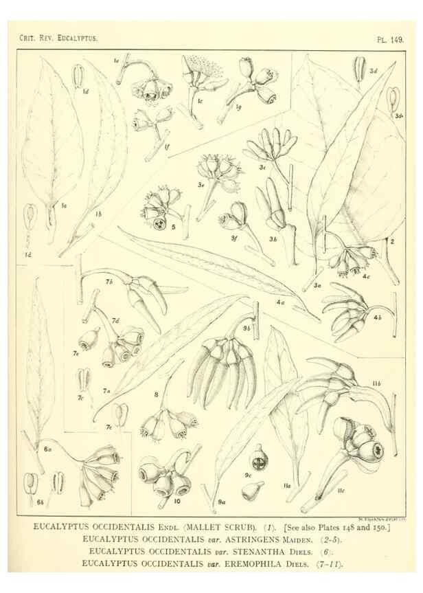 Reproducción/Reproduction 47062300821: A critical revision of the genus Eucalyptus,. Sydney,Gullick,1903-33.. 