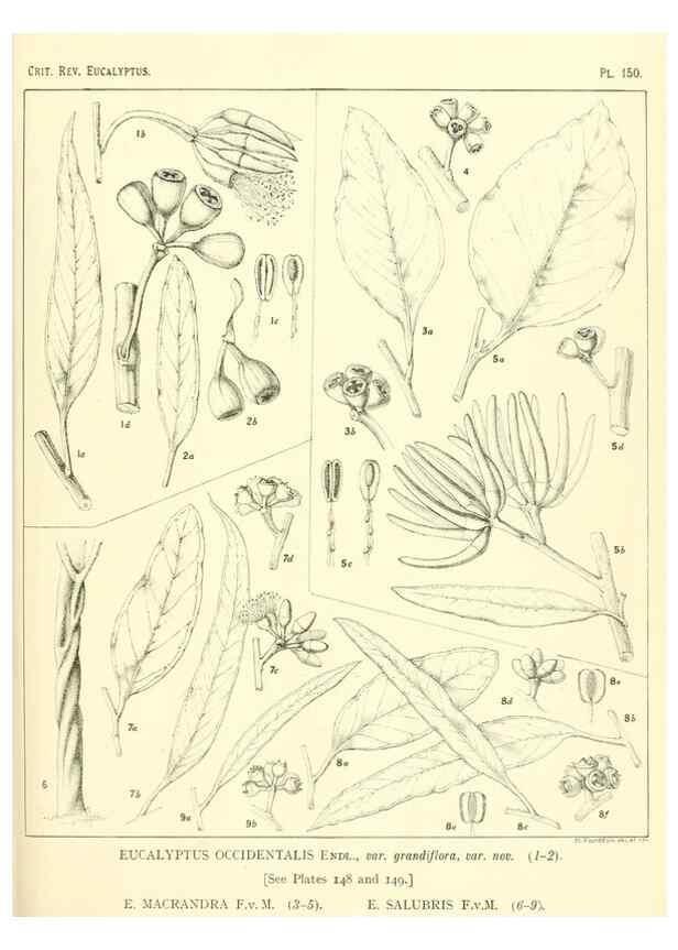 Reproducción/Reproduction 46338360994: A critical revision of the genus Eucalyptus,. Sydney,Gullick,1903-33.. 