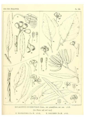 Reproducción/Reproduction 46338360994: A critical revision of the genus Eucalyptus,. Sydney,Gullick,1903-33.. 
