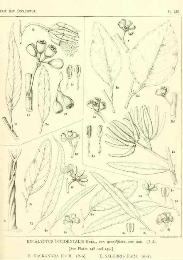 Reproducción/Reproduction 46338360994: A critical revision of the genus Eucalyptus,. Sydney,Gullick,1903-33.. 