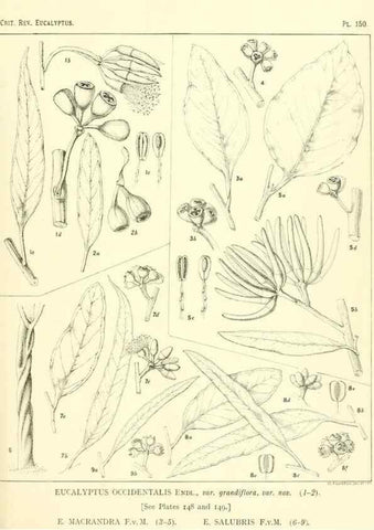 Reproducción/Reproduction 46338360994: A critical revision of the genus Eucalyptus,. Sydney,Gullick,1903-33.. 