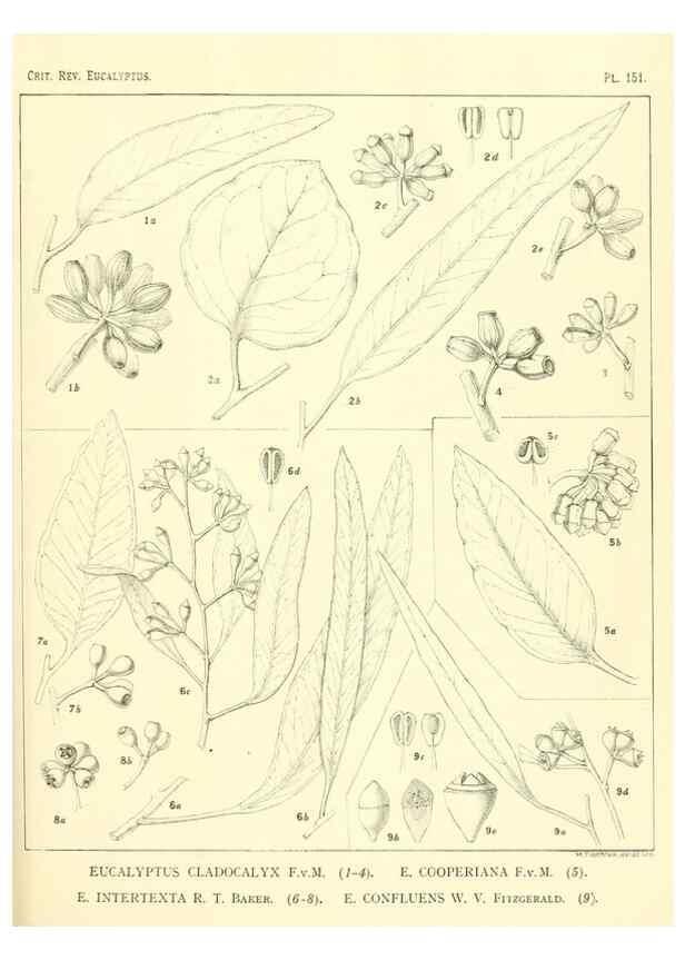Reproducción/Reproduction 47010022462: A critical revision of the genus Eucalyptus,. Sydney,Gullick,1903-33.. 