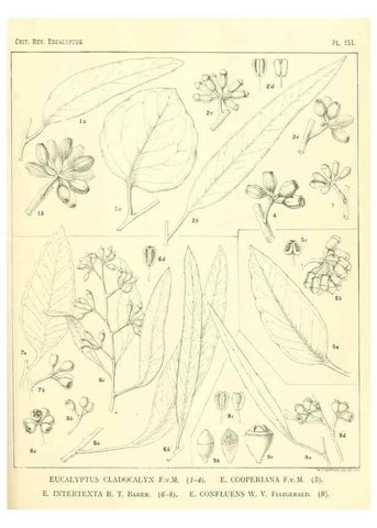 Reproducción/Reproduction 47010022462: A critical revision of the genus Eucalyptus,. Sydney,Gullick,1903-33.. 