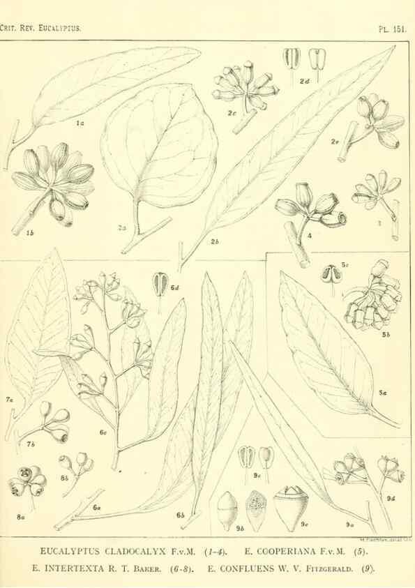 Reproducción/Reproduction 47010022462: A critical revision of the genus Eucalyptus,. Sydney,Gullick,1903-33.. 