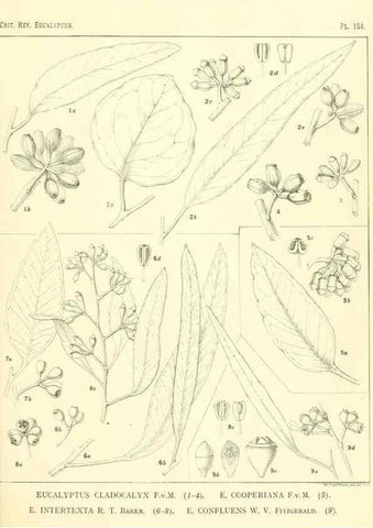 Reproducción/Reproduction 47010022462: A critical revision of the genus Eucalyptus,. Sydney,Gullick,1903-33.. 