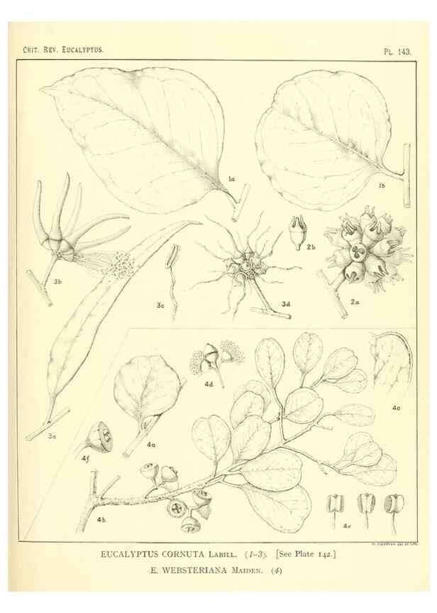 Reproducción/Reproduction 47062296411: A critical revision of the genus Eucalyptus,. Sydney,Gullick,1903-33.. 