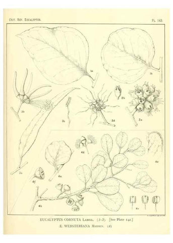 Reproducción/Reproduction 47062296411: A critical revision of the genus Eucalyptus,. Sydney,Gullick,1903-33.. 