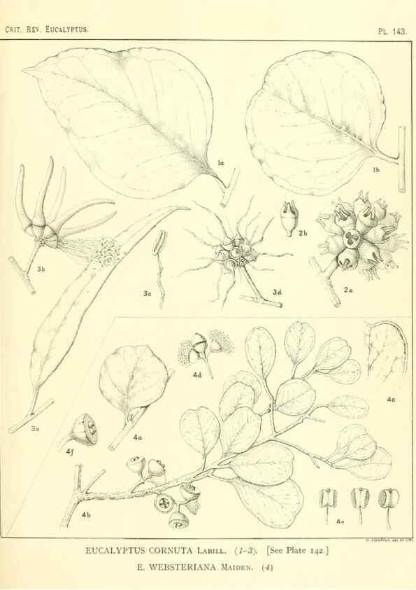 Reproducción/Reproduction 47062296411: A critical revision of the genus Eucalyptus,. Sydney,Gullick,1903-33.. 
