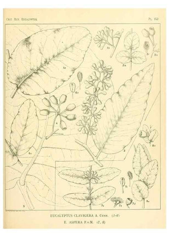 Reproducción/Reproduction 33187079338: A critical revision of the genus Eucalyptus,. Sydney,Gullick,1903-33.. 