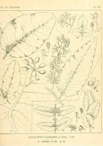 Reproducción/Reproduction 33187079338: A critical revision of the genus Eucalyptus,. Sydney,Gullick,1903-33.. 