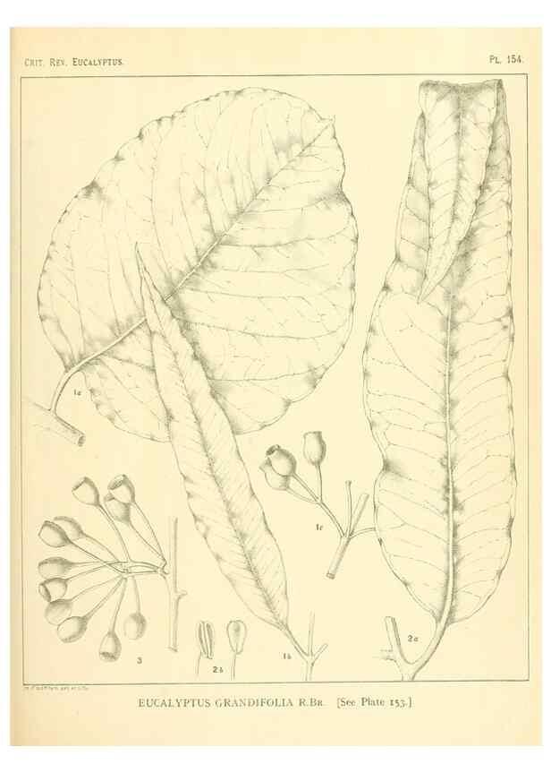 Reproducción/Reproduction 46338363834: A critical revision of the genus Eucalyptus,. Sydney,Gullick,1903-33.. 