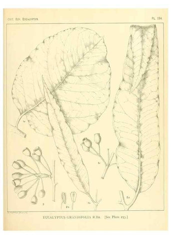 Reproducción/Reproduction 46338363834: A critical revision of the genus Eucalyptus,. Sydney,Gullick,1903-33.. 