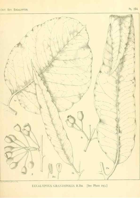 Reproducción/Reproduction 46338363834: A critical revision of the genus Eucalyptus,. Sydney,Gullick,1903-33.. 