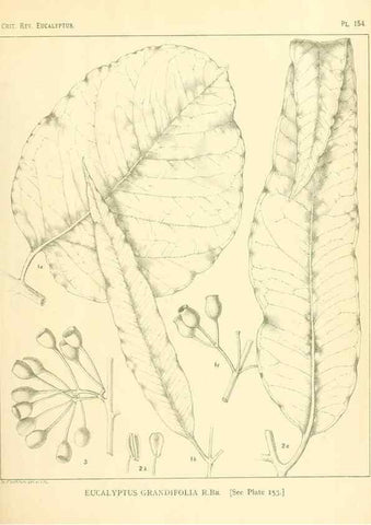 Reproducción/Reproduction 46338363834: A critical revision of the genus Eucalyptus,. Sydney,Gullick,1903-33.. 