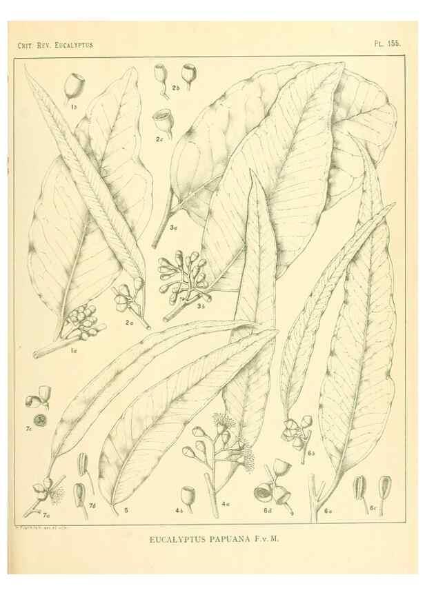 Reproducción/Reproduction 32120511937: A critical revision of the genus Eucalyptus,. Sydney,Gullick,1903-33.. 