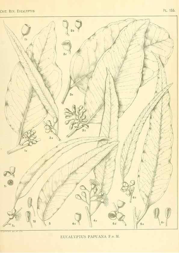 Reproducción/Reproduction 32120511937: A critical revision of the genus Eucalyptus,. Sydney,Gullick,1903-33.. 