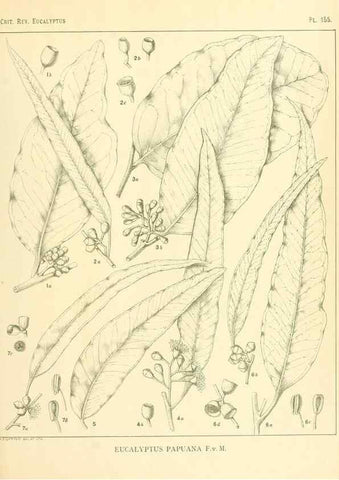 Reproducción/Reproduction 32120511937: A critical revision of the genus Eucalyptus,. Sydney,Gullick,1903-33.. 