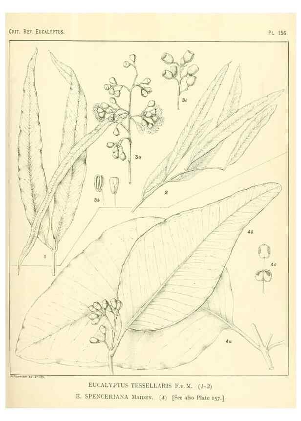 Reproducción/Reproduction 46148575855: A critical revision of the genus Eucalyptus,. Sydney,Gullick,1903-33.. 