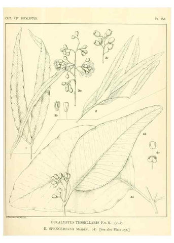 Reproducción/Reproduction 46148575855: A critical revision of the genus Eucalyptus,. Sydney,Gullick,1903-33.. 