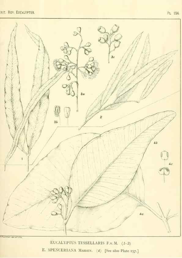 Reproducción/Reproduction 46148575855: A critical revision of the genus Eucalyptus,. Sydney,Gullick,1903-33.. 