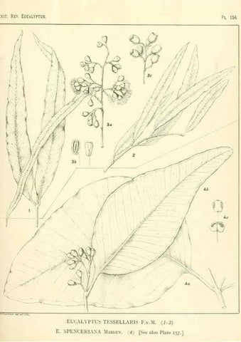 Reproducción/Reproduction 46148575855: A critical revision of the genus Eucalyptus,. Sydney,Gullick,1903-33.. 