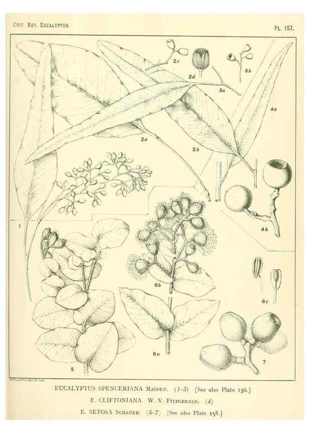 Reproducción/Reproduction 40097379173: A critical revision of the genus Eucalyptus,. Sydney,Gullick,1903-33.. 