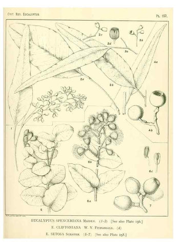 Reproducción/Reproduction 40097379173: A critical revision of the genus Eucalyptus,. Sydney,Gullick,1903-33.. 