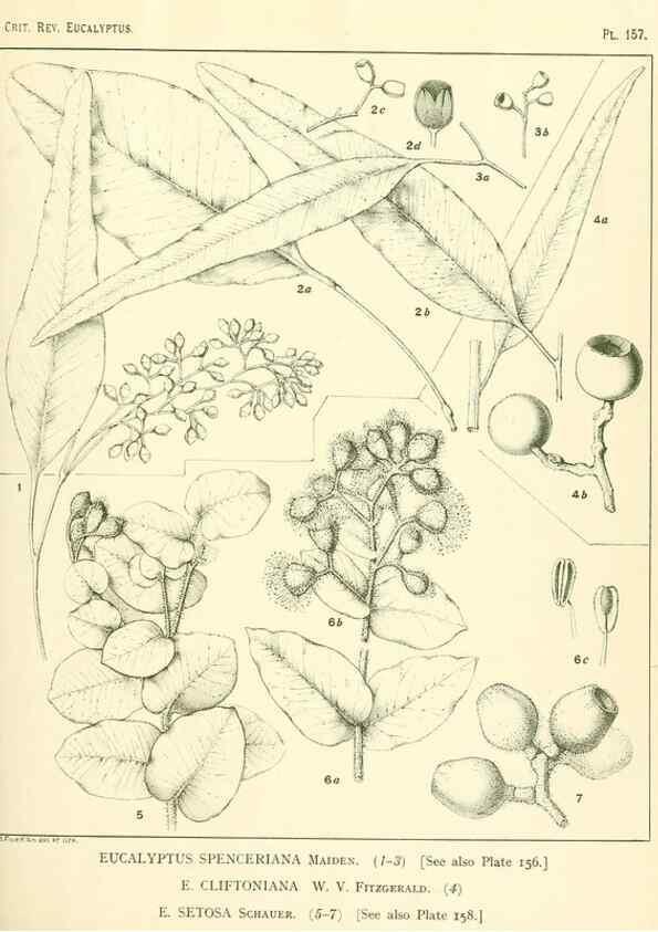 Reproducción/Reproduction 40097379173: A critical revision of the genus Eucalyptus,. Sydney,Gullick,1903-33.. 