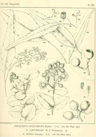 Reproducción/Reproduction 40097379173: A critical revision of the genus Eucalyptus,. Sydney,Gullick,1903-33.. 