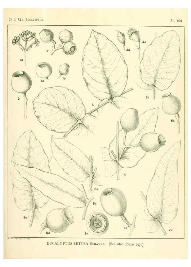 Reproducción/Reproduction 33187082238: A critical revision of the genus Eucalyptus,. Sydney,Gullick,1903-33.. 