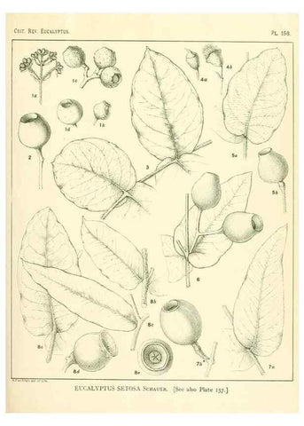 Reproducción/Reproduction 33187082238: A critical revision of the genus Eucalyptus,. Sydney,Gullick,1903-33.. 