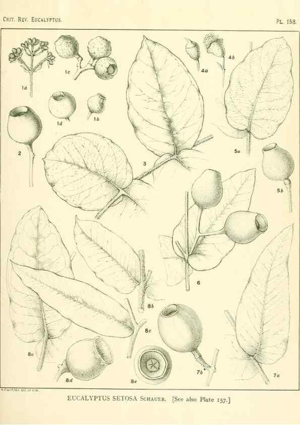 Reproducción/Reproduction 33187082238: A critical revision of the genus Eucalyptus,. Sydney,Gullick,1903-33.. 