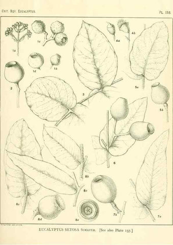 Reproducción/Reproduction 33187082238: A critical revision of the genus Eucalyptus,. Sydney,Gullick,1903-33.. 