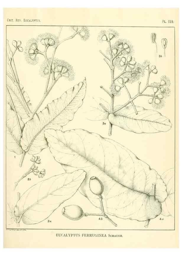 Reproducción/Reproduction 47010031472: A critical revision of the genus Eucalyptus,. Sydney,Gullick,1903-33.. 