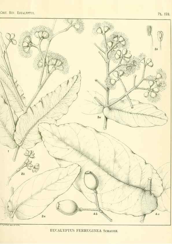 Reproducción/Reproduction 47010031472: A critical revision of the genus Eucalyptus,. Sydney,Gullick,1903-33.. 