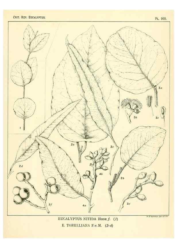 Reproducción/Reproduction 46338368484: A critical revision of the genus Eucalyptus,. Sydney,Gullick,1903-33.. 