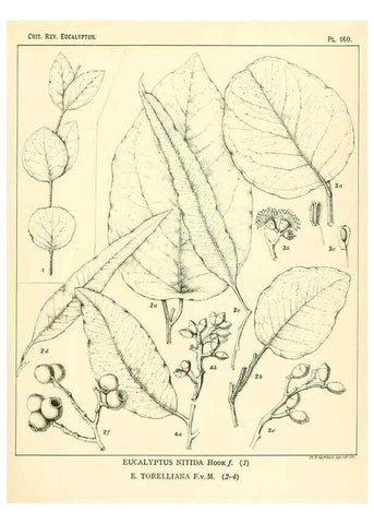Reproducción/Reproduction 46338368484: A critical revision of the genus Eucalyptus,. Sydney,Gullick,1903-33.. 