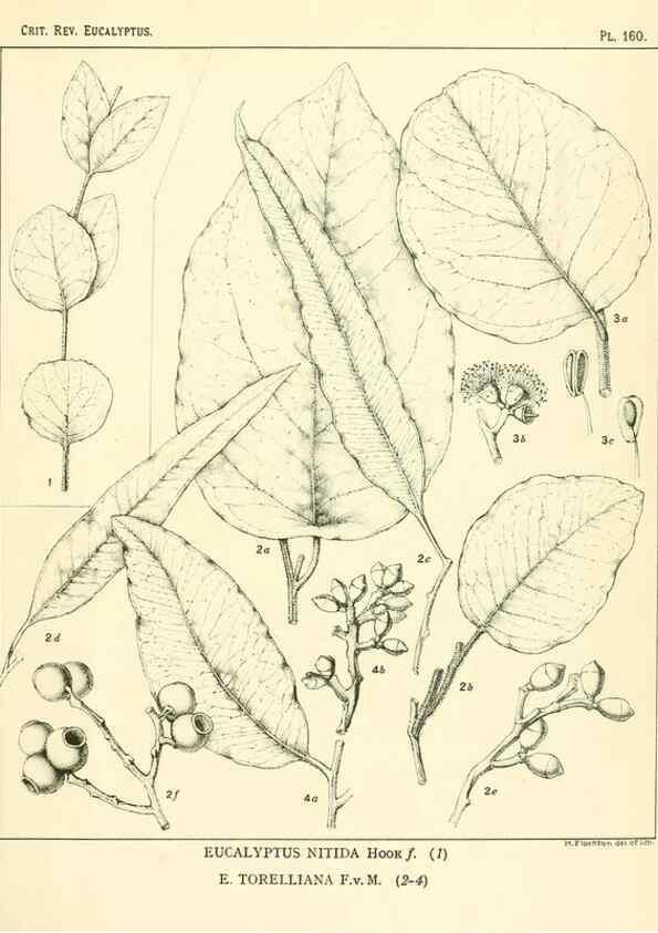 Reproducción/Reproduction 46338368484: A critical revision of the genus Eucalyptus,. Sydney,Gullick,1903-33.. 