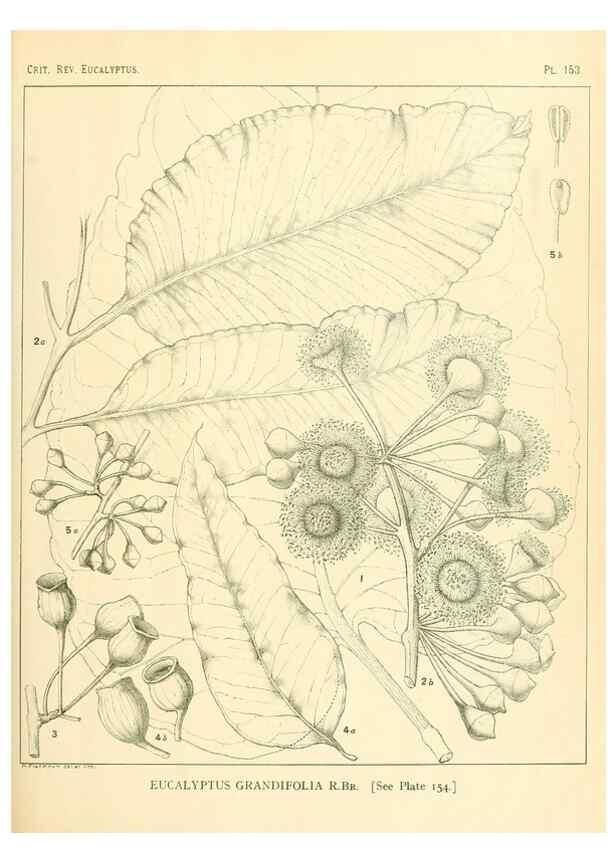 Reproducción/Reproduction 40097373223: A critical revision of the genus Eucalyptus,. Sydney,Gullick,1903-33.. 