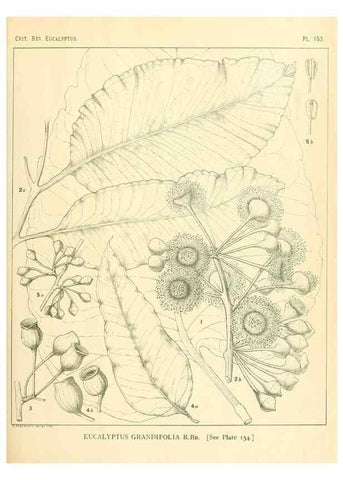 Reproducción/Reproduction 40097373223: A critical revision of the genus Eucalyptus,. Sydney,Gullick,1903-33.. 